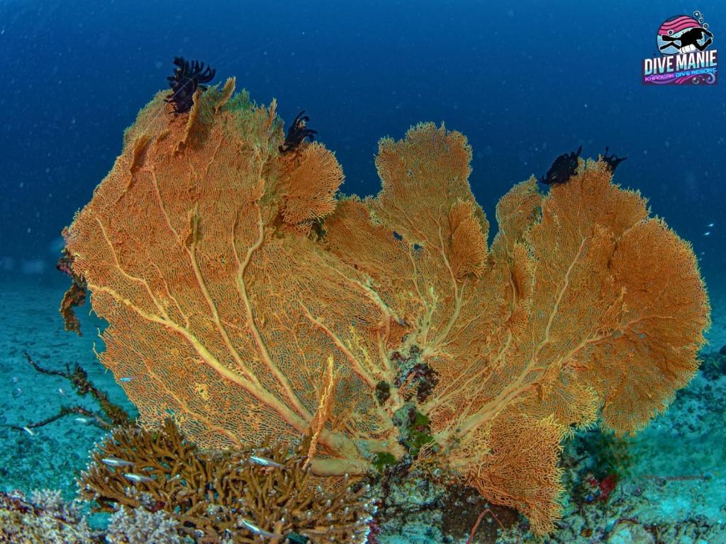 Khaolak Dive Resort カオラック エクステリア 写真