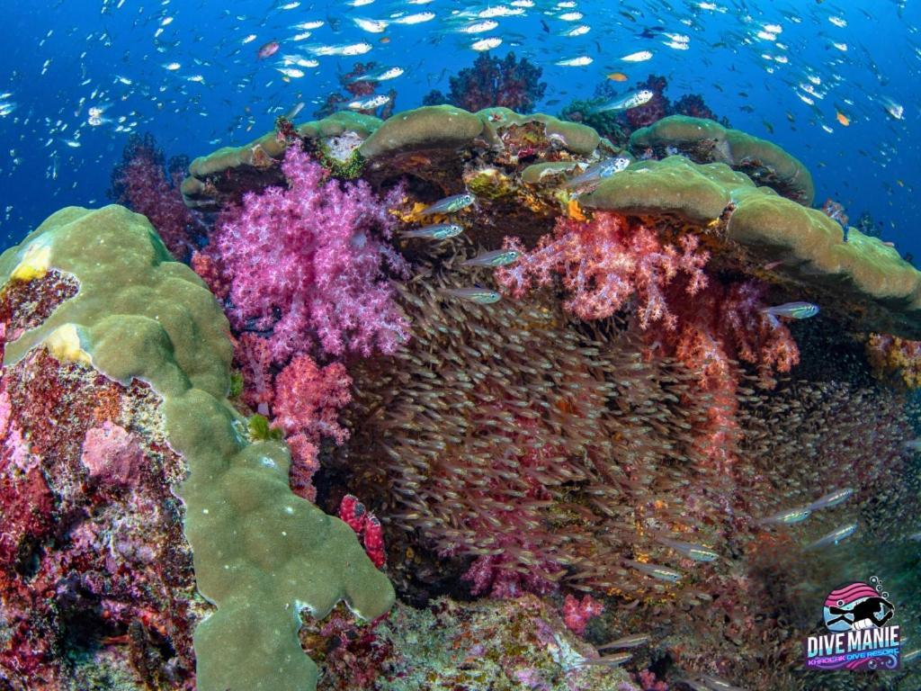 Khaolak Dive Resort カオラック エクステリア 写真